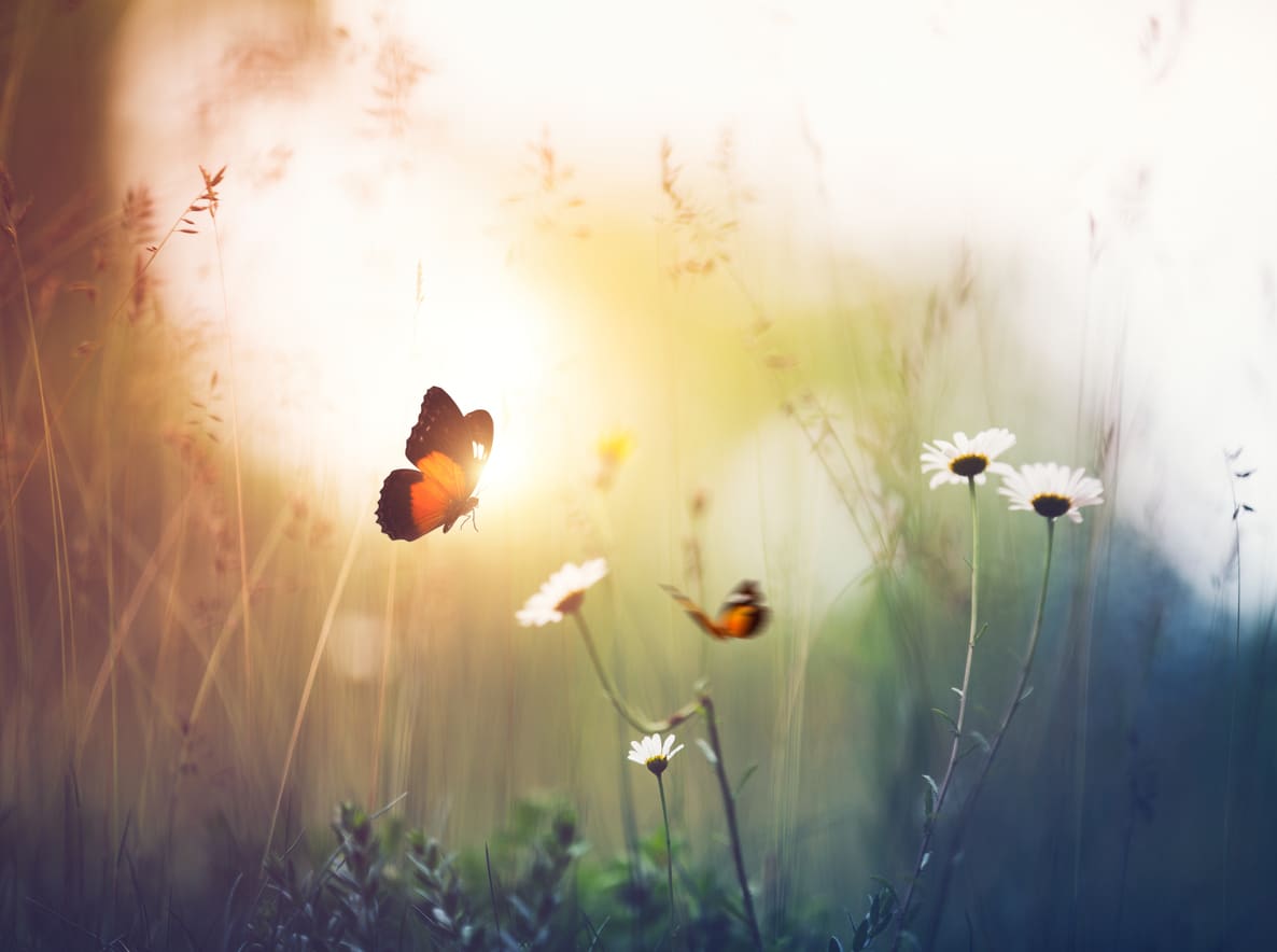 Meadow with Butterflies